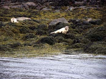 Seal pups, ref : 06